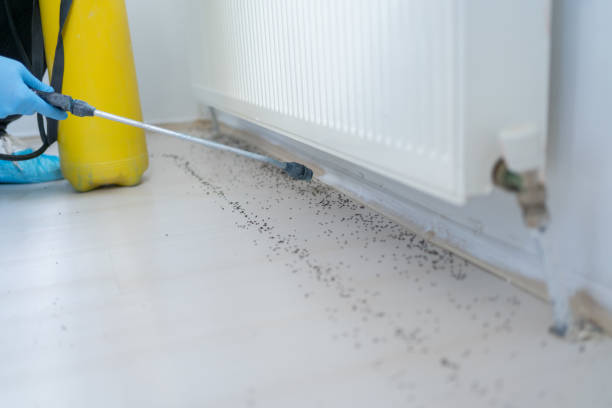 Best Ant Control Services  in Farmerville, LA
