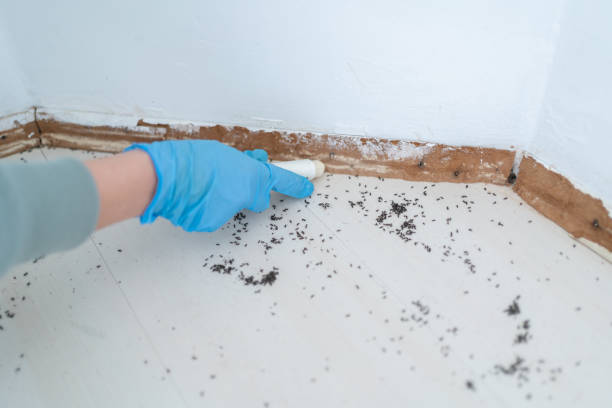 Best Pest Prevention Services  in Farmerville, LA